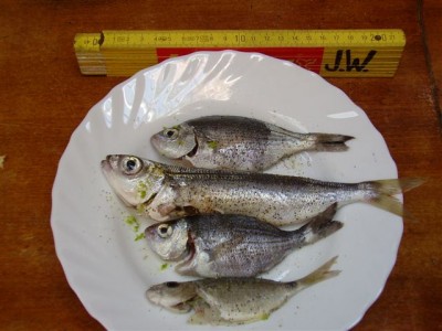 P1010196.JPG (59.49 KiB) 9641 mal betrachtet P1010196.JPG