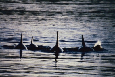 1Dephin-Fam. 02-06.jpg (155.01 KiB) 10685 mal betrachtet 1Dephin-Fam. 02-06.jpg