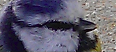 Detail.JPG