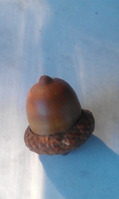 IMAG0251.jpg (345.31 KiB) 12260 mal betrachtet IMAG0251.jpg