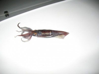 IMG_0759.jpg (30.26 KiB) 2629 mal betrachtet IMG_0759.jpg