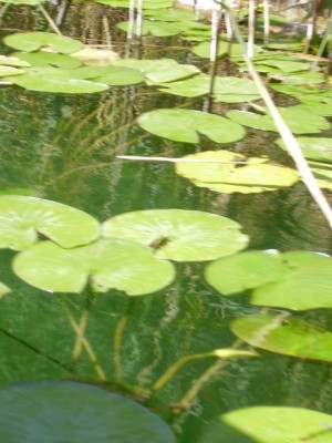 k-P1010226.JPG